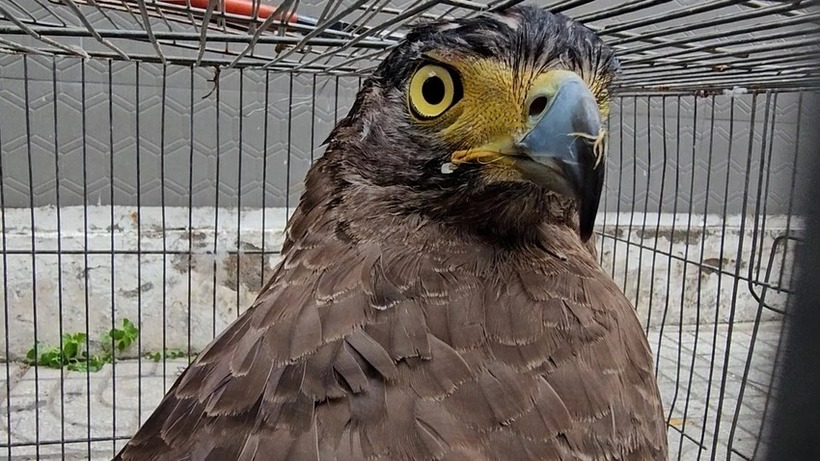 Chim “la” sai canh gan 1m xuat hien o Dong Nai: Loai xua nay hiem!