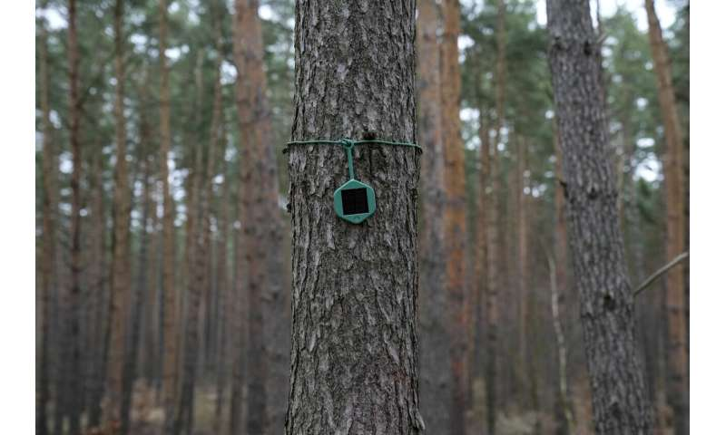 Carsten Brinkschulte, CEO của Dryad Networks, khẳng định rằng việc phát hiện cháy sớm có thể giúp giảm thiệt hại đáng kể. (Ảnh: techxplore)