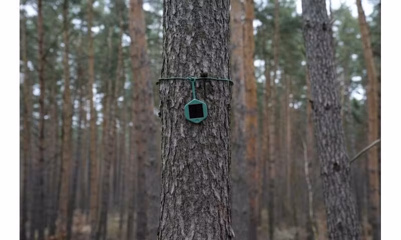 Carsten Brinkschulte, CEO của Dryad Networks, khẳng định rằng việc phát hiện cháy sớm có thể giúp giảm thiệt hại đáng kể. (Ảnh: techxplore)