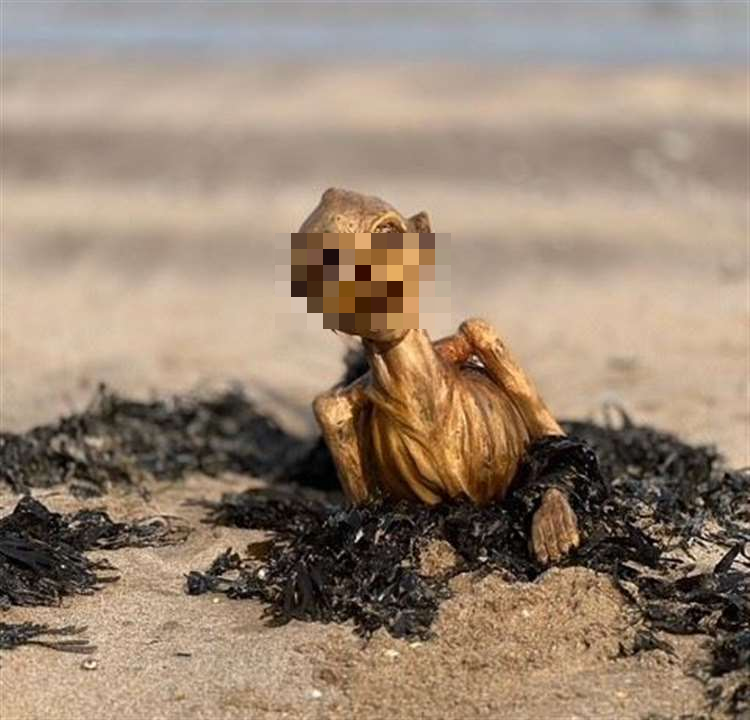 Tình trạng này làm tăng thêm bí ẩn về nguồn gốc thực sự của sinh vật. (Ảnh: kentonline)