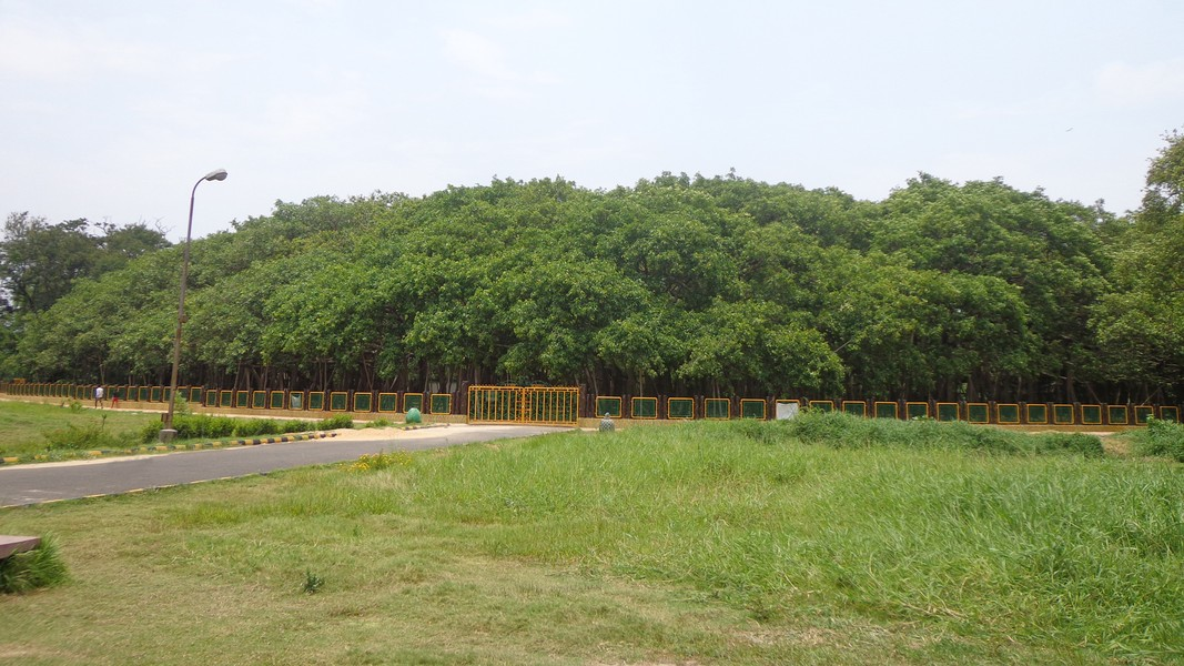 Nhìn từ xa, tán cây rộng lớn này trông giống như cả một khu rừng chứ không phải một cây đơn lẻ. (Ảnh: ANTĐ)