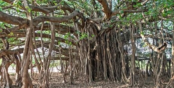 Cây đa còn mang ý nghĩa biểu tượng về sự sống, khả năng sinh sản và hồi sinh trong văn hóa Ấn Độ. (Ảnh: DNVN)