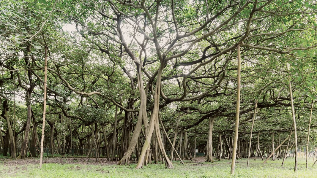 Tán cây của Great Banyan rộng tương đương một khu phố ở Manhattan, với chiều cao cành ngang bằng tòa nhà 6 tầng. (Ảnh: ANTĐ)