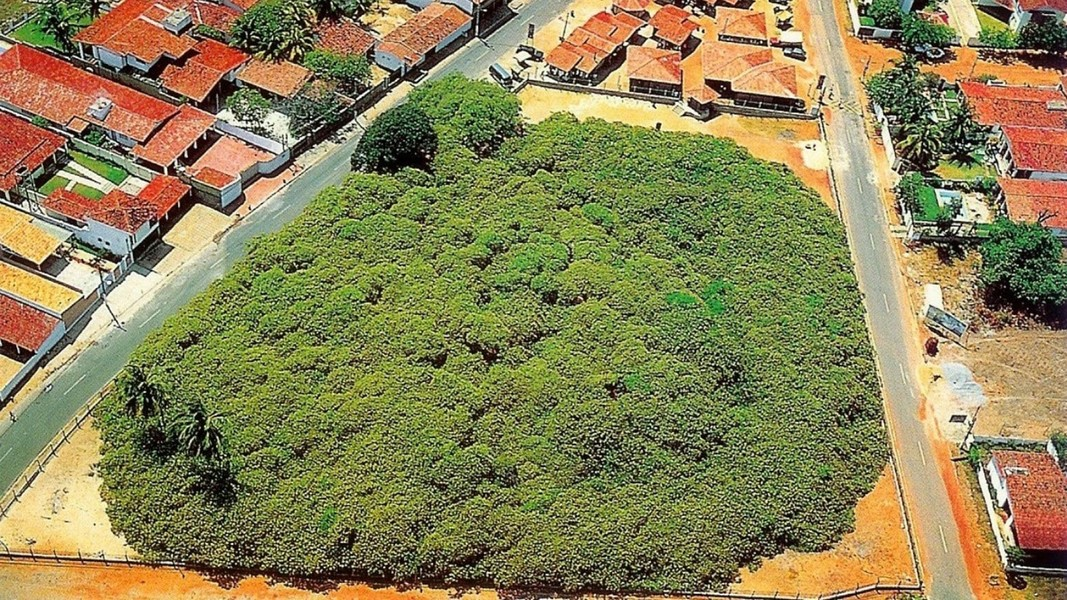 Dù từng bị người Anh sử dụng để treo cổ người bất đồng chính kiến, cây đa nay đã trở thành cây quốc gia của Ấn Độ. (Ảnh: ANTĐ)