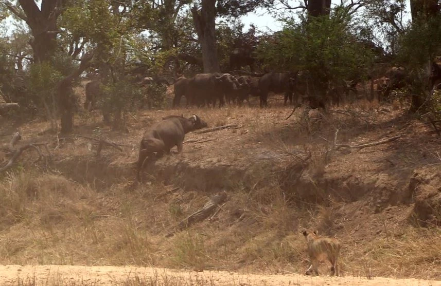 Bầy sư tử nhanh chóng tận dụng cơ hội, tấn công con trâu già và chuẩn bị hạ gục nó. (Ảnh: latestsightings)