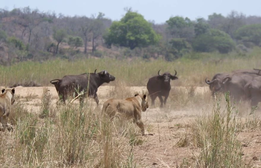 Tuy nhiên, khi đàn trâu rút lui lên khu vực cao hơn, con trâu già không theo kịp và bị kẹt lại. (Ảnh:latestsightings)