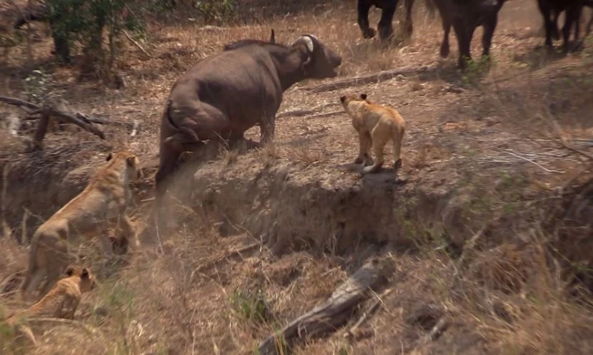 Tại khu bảo tồn MalaMala, Nam Phi, một con trâu rừng già bị mắc kẹt và rơi vào vòng vây của bầy sư tử. (Ảnh: latestsightings)