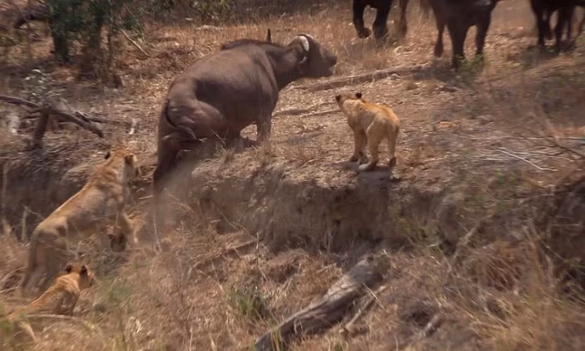 Tại khu bảo tồn MalaMala, Nam Phi, một con trâu rừng già bị mắc kẹt và rơi vào vòng vây của bầy sư tử. (Ảnh: latestsightings)