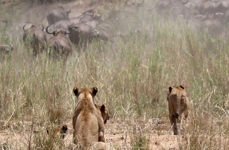 Đàn trâu đã phản ứng nhanh chóng, tạo thành một khối thống nhất để phòng thủ và đẩy lùi cuộc tấn công ban đầu của sư tử.(Ảnh:latestsightings)