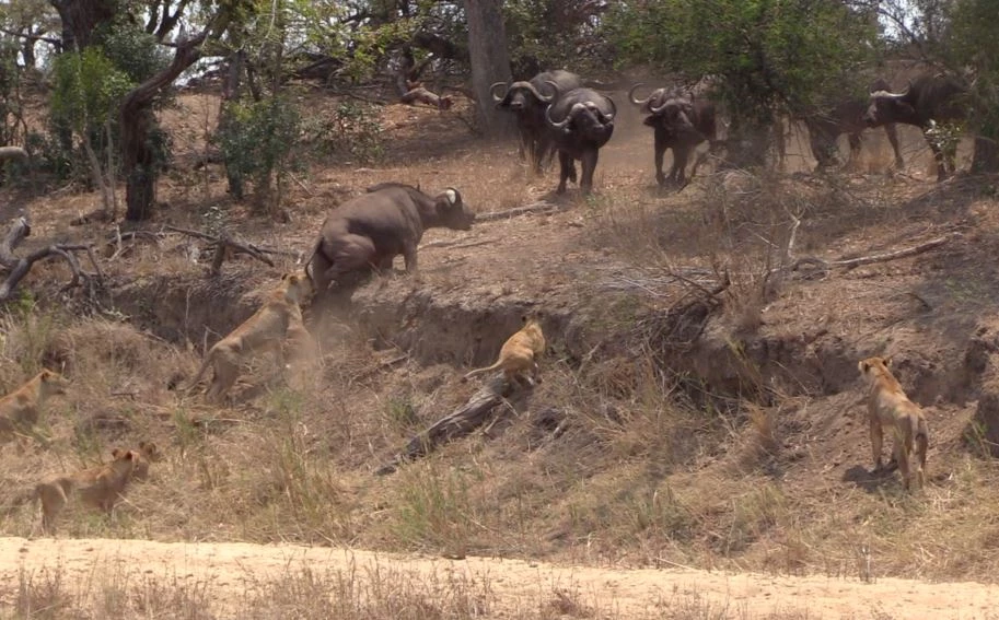 Những cặp sừng sắc bén của đàn trâu đã khiến bầy sư tử phải lùi bước, không thể tiếp tục cuộc săn. (Ảnh: latestsightings)
