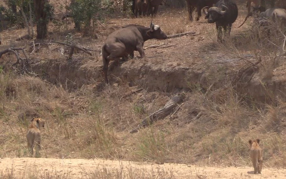 Trong khoảnh khắc nguy cấp, đàn trâu bất ngờ quay lại, xông xuống giải cứu đồng loại với khí thế mạnh mẽ. (Ảnh:latestsightings)