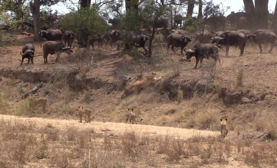 Nhờ sự đoàn kết và quyết tâm, con trâu già đã được cứu thoát và trở về an toàn với đàn. (Ảnh: latestsightings)