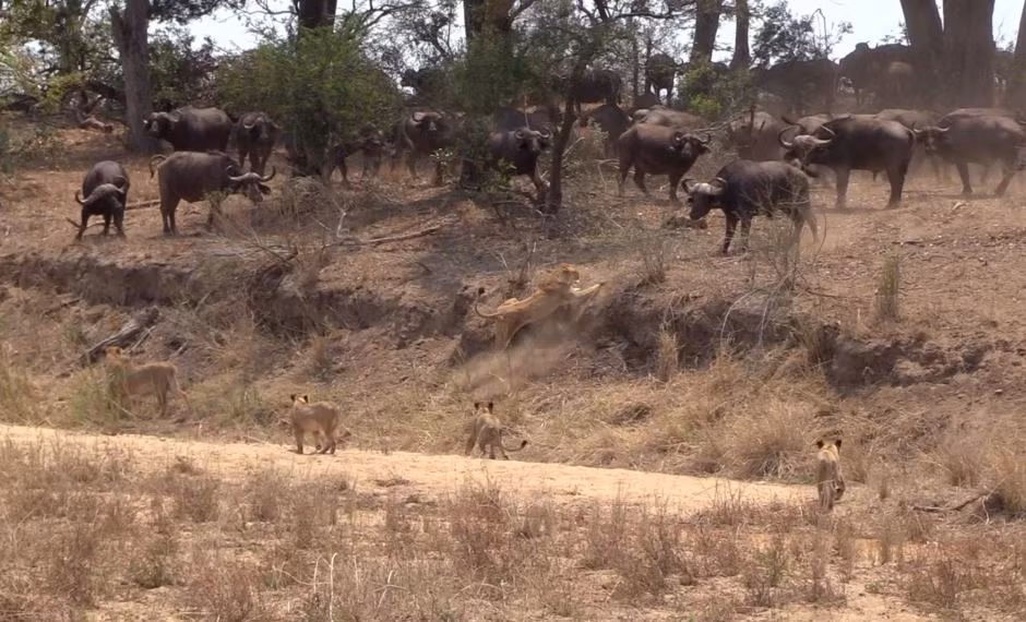 Nhờ sự đoàn kết và quyết tâm, con trâu già đã được cứu thoát và trở về an toàn với đàn. (Ảnh: latestsightings)
