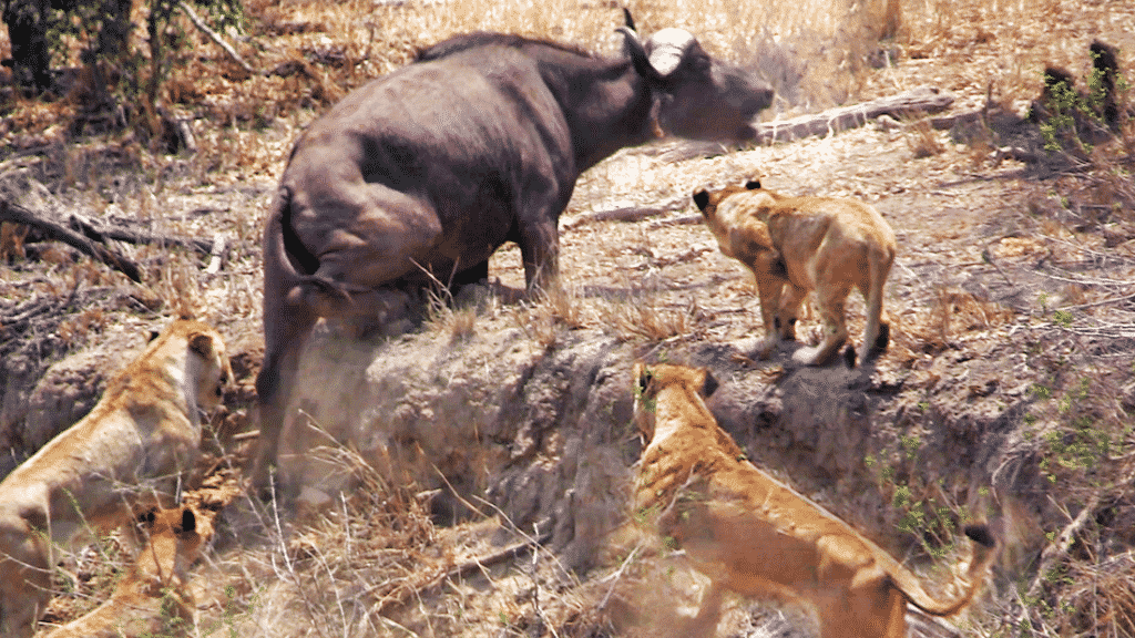 Bầy sư tử buộc phải rút lui trong thất vọng, chấp nhận một ngày không có con mồi. (Ảnh: latestsightings)