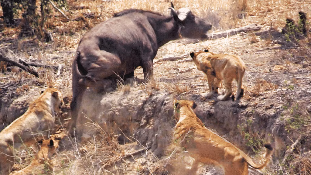 Bầy sư tử buộc phải rút lui trong thất vọng, chấp nhận một ngày không có con mồi. (Ảnh: latestsightings)