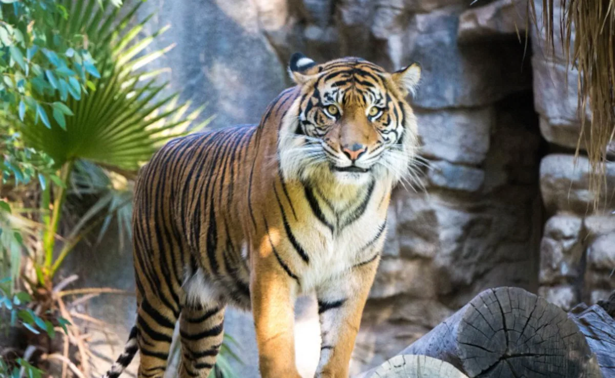 Nước tiểu hổ còn ức chế sự phát triển của nấm mốc nhờ chứa một loại pheromone đặc biệt, hoạt động như một "vắc-xin" tự nhiên. (Ảnh: NDTV)