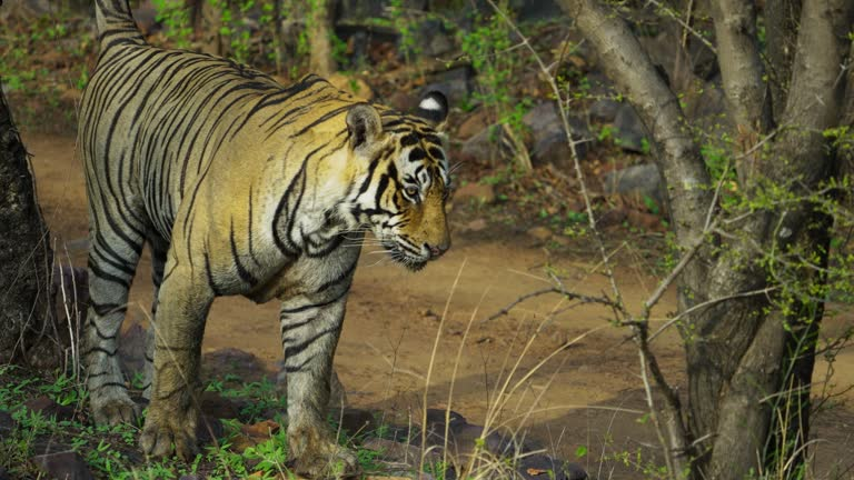 Nước tiểu hổ nuôi nhốt không có tác dụng mạnh như hổ hoang dã do khẩu phần ăn khác biệt, làm giảm hiệu quả sinh thái của chúng. (Ảnh:Getty Images)