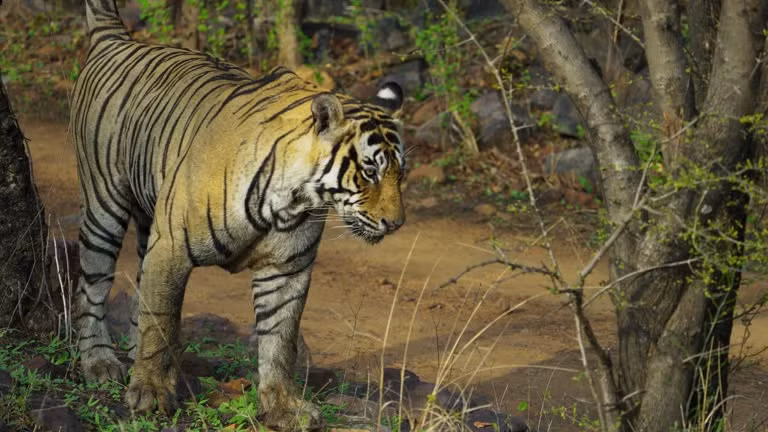 Nước tiểu hổ nuôi nhốt không có tác dụng mạnh như hổ hoang dã do khẩu phần ăn khác biệt, làm giảm hiệu quả sinh thái của chúng. (Ảnh:Getty Images)