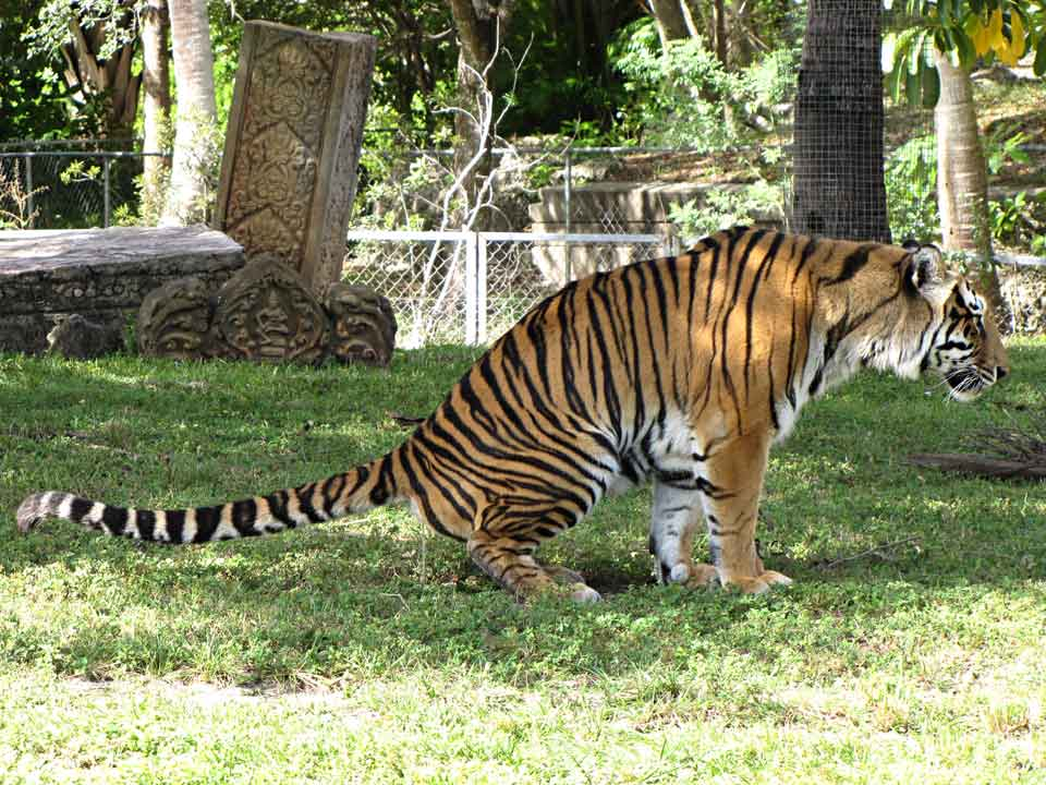 Sự suy giảm số lượng hổ trong tự nhiên đã gây mất cân bằng hệ sinh thái, dẫn đến sự phát triển tràn lan của các loài dây leo và thay đổi thảm thực vật. (Ảnh: Zoospensefull)
