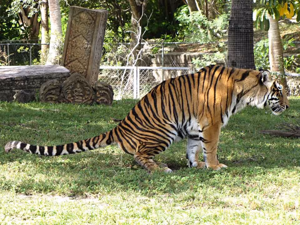 Sự suy giảm số lượng hổ trong tự nhiên đã gây mất cân bằng hệ sinh thái, dẫn đến sự phát triển tràn lan của các loài dây leo và thay đổi thảm thực vật. (Ảnh: Zoospensefull)