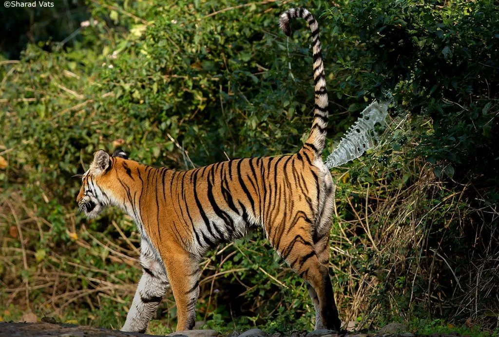 Tác động này không ngẫu nhiên mà được định vị chính xác, vì hổ thường dùng nước tiểu để đánh dấu lãnh thổ. (Ảnh: Tiger Safari India)