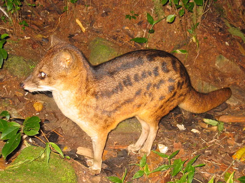 Vào mùa sinh sản, các con đực thường tranh giành lãnh thổ và thể hiện sức mạnh để có quyền giao phối. (Ảnh: wikipedia)