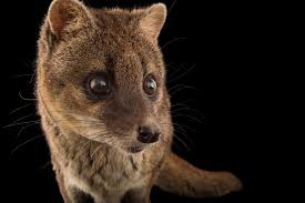 Do mất môi trường sống và bị săn bắt, từ năm 2015, cầy hương Madagascar đã được xếp vào danh sách Sách Đỏ IUCN ở mức sắp nguy cấp. (Ảnh: Joel Sartore)