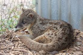 Việc bảo vệ rừng nguyên sinh và hạn chế săn bắt là những biện pháp quan trọng để bảo tồn loài động vật đặc biệt này. (Ảnh: Pierre Wildlife)