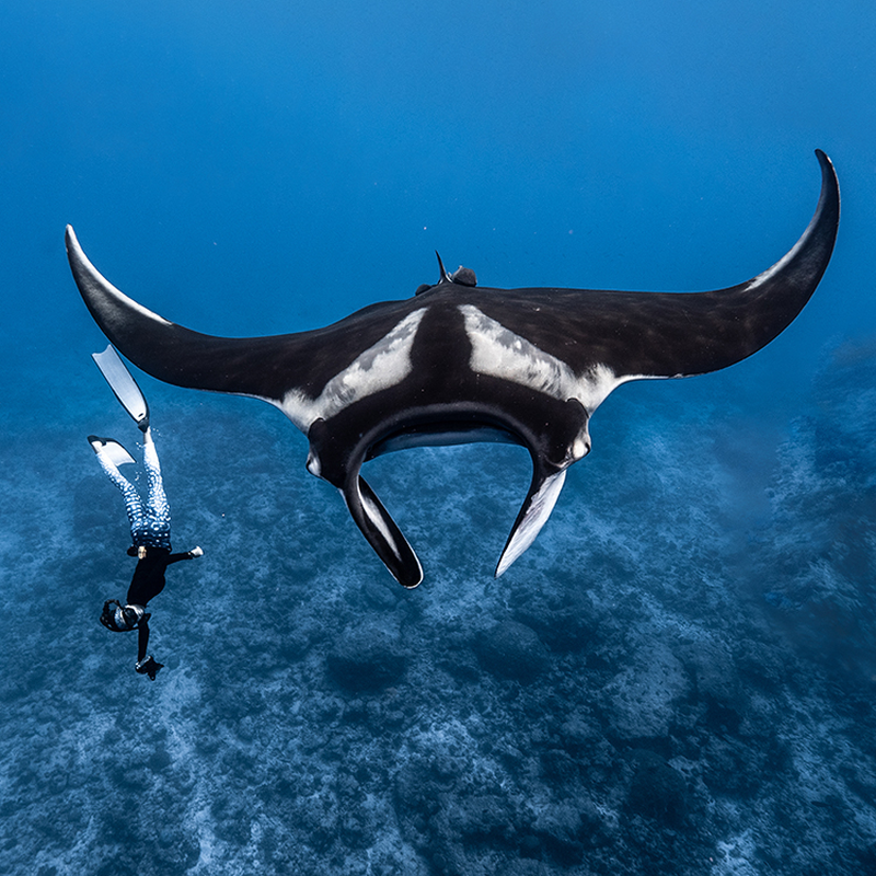 Hiện nay, cá đuối manta đang đối mặt với nguy cơ tuyệt chủng do tình trạng đánh bắt quá mức và ô nhiễm môi trường sống. Chúng được xếp vào danh sách loài đang nguy cấp theo IUCN. (Ảnh: Plymouth Arts Cinema)