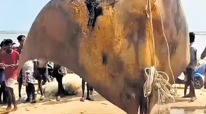 Tuy nhiên, con " quái ngư" này thuộc danh sách động vật có nguy cơ tuyệt chủng và được bảo vệ nghiêm ngặt theo luật pháp Ấn Độ. Sau sự việc, các viên chức lâm nghiệp đã lập biên bản và điều tra nhóm ngư dân. (Ảnh: Người đưa tin)