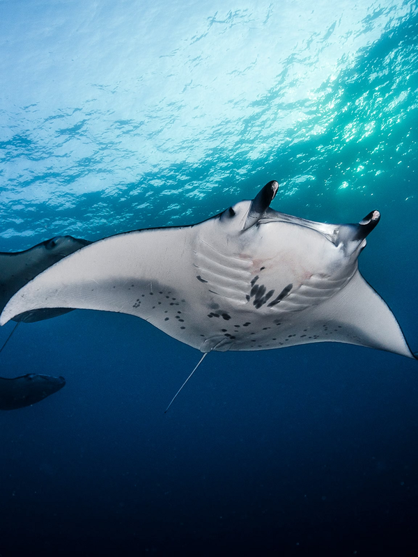 Cá đuối manta, thuộc chi Manta trong họ Mobulidae, là một trong những loài cá đuối lớn nhất trên thế giới. Với hai loài chính là Manta birostris (cá nạng hải) và Manta alfredi (cá nạng hải rạn san hô), cá đuối manta có thể được tìm thấy ở các vùng biển ôn đới, cận nhiệt đới và nhiệt đới. Ảnh: National Geographic)