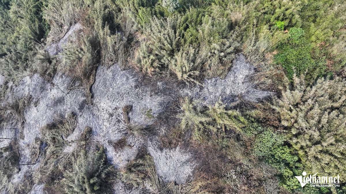 Hiện trường hoang tàn sau vụ cháy 20ha rừng kéo dài 12 tiếng - Hình 3 Hien truong hoang tan sau vu chay 20ha rung keo dai 12 tieng-Hinh-3