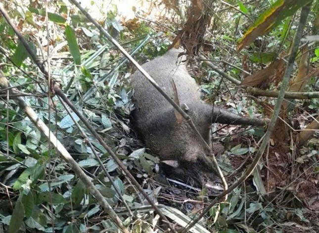 Tìm nguyên nhân hàng chục con lợn rừng chết bất thường ở VQG Pù Mát Tim nguyen nhan hang chuc con lon rung chet bat thuong o VQG Pu Mat