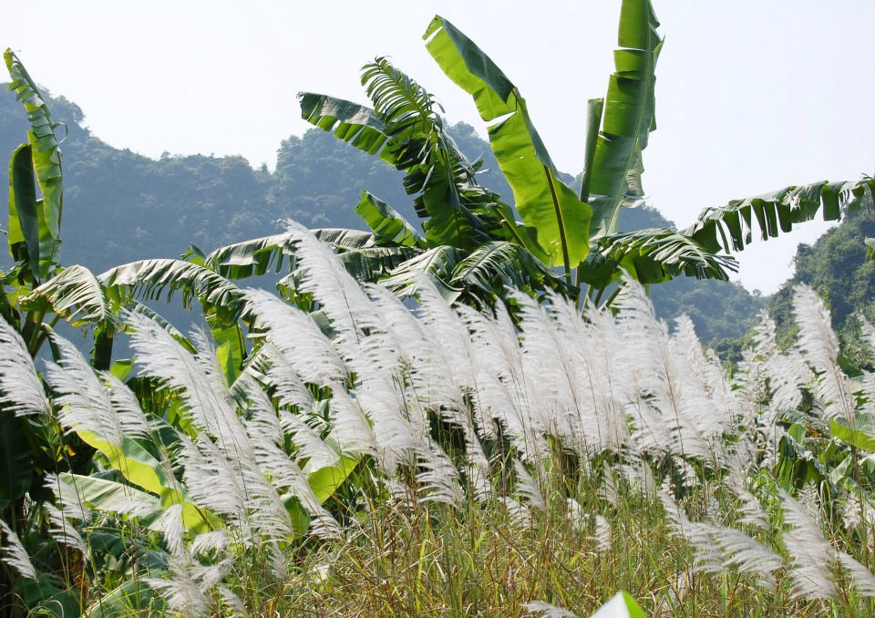 Bên cạnh đó, ở Thung Nham còn có dải rừng nguyên sinh với hệ sinh thái đa dạng, nơi cư trú của 109 loài thực vật, 150 loài động vật, trong đó có nhiều loài quý hiếm cần được bảo tồn; miệt vườn với nhiều loại trái cây đặc trưng của xứ sở nhiệt đới như ổi, táo, khế, xoài, na, hồng… Ảnh: FB Khu Du Lịch Sinh Thái Vườn Chim Thung Nham.