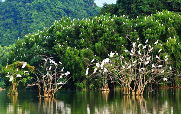 Tuy nhiên, việc khu chăn nuôi vẫn tồn tại ở đây đang đặt ra một câu hỏi cho các cơ quan liên quan trong việc quản lý xây dựng, quy hoạch, bảo tồn di sản… Ảnh: Giao thông.
