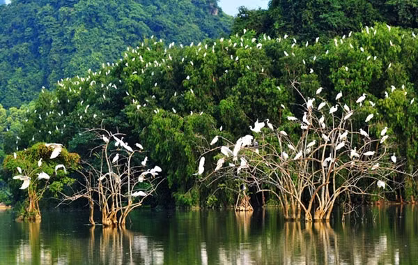 Tuy nhiên, việc khu chăn nuôi vẫn tồn tại ở đây đang đặt ra một câu hỏi cho các cơ quan liên quan trong việc quản lý xây dựng, quy hoạch, bảo tồn di sản… Ảnh: Giao thông.