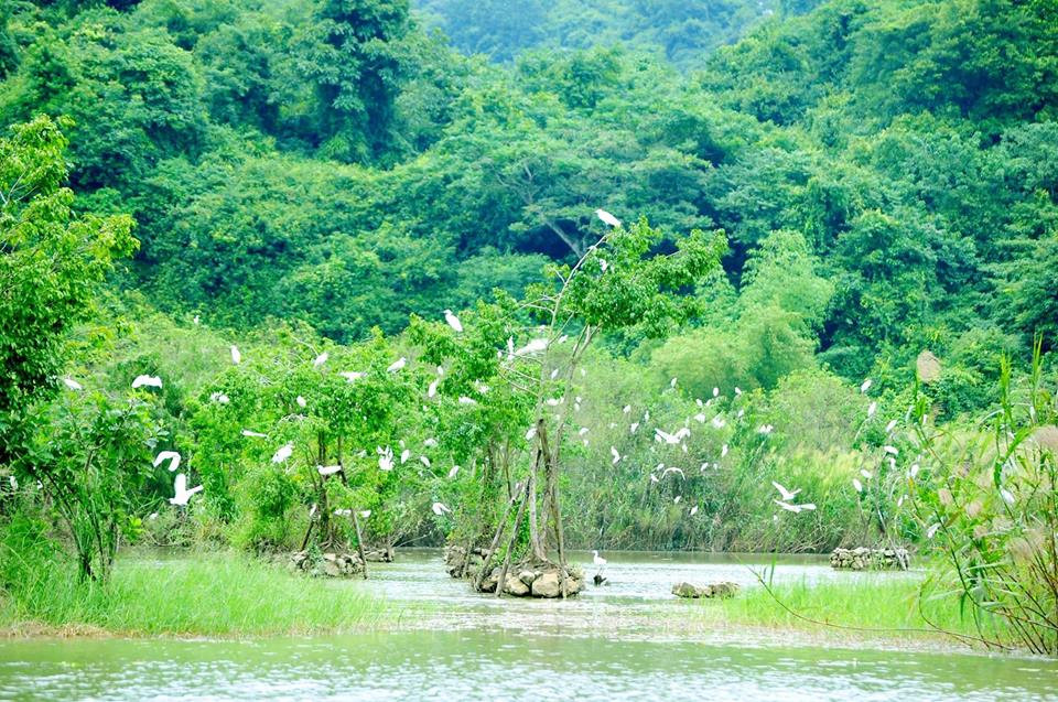 Theo thông tin trên website vietnamtourism.com, Khu du lịch sinh thái vườn chim Thung Nham (hay còn gọi là Thung Chim) nằm trọn trong vùng lõi của quần thể danh thắng Tràng An. Khu sinh thái này cách khu du lịch Tam Cốc – Bích Động khoảng 5km về phía nam và cách thành phố Ninh Bình khoảng 12km về phía tây. Ảnh: Vietravel.