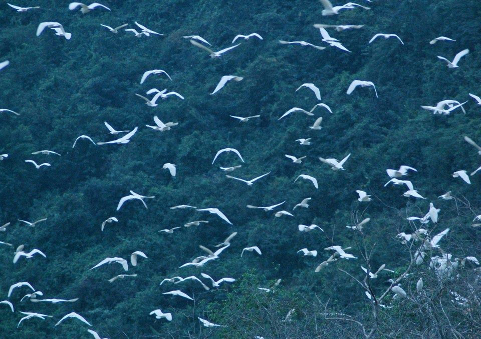 Thung Nham được bao quanh bởi màu xanh ngút ngàn của núi rừng. Ảnh: FB Khu Du Lịch Sinh Thái Vườn Chim Thung Nham. Ngoài ra, vườn chim Thung Nham trải rộng trên diện tích hơn 300 ha này còn là nơi cư trú của khoảng 40.000 con, thuộc 46 loài chim. Ảnh: FB Khu Du Lịch Sinh Thái Vườn Chim Thung Nham.