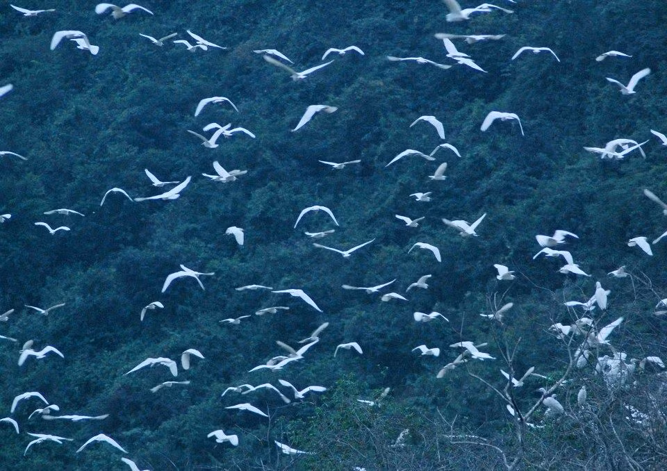 Thung Nham được bao quanh bởi màu xanh ngút ngàn của núi rừng. Ảnh: FB Khu Du Lịch Sinh Thái Vườn Chim Thung Nham. Ngoài ra, vườn chim Thung Nham trải rộng trên diện tích hơn 300 ha này còn là nơi cư trú của khoảng 40.000 con, thuộc 46 loài chim. Ảnh: FB Khu Du Lịch Sinh Thái Vườn Chim Thung Nham.