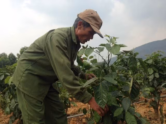 Người dân huyện Sông Lô từng hy vọng cây đinh lăng lai mang lại cho họ nguồn thu nhập khá. Ảnh: DV.