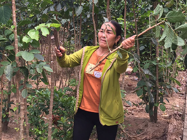 Người dân huyện Tân Yên bắt đầu phá bỏ đinh lăng lai. Ảnh: BBG.