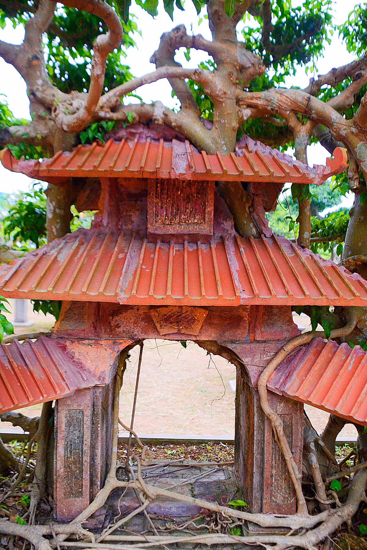 Thậm chí, rễ cây còn mọc xiên vào mái của “Phố cổ Hà Nội” rồi đâm xuống đất, với thế rất vững chãi.