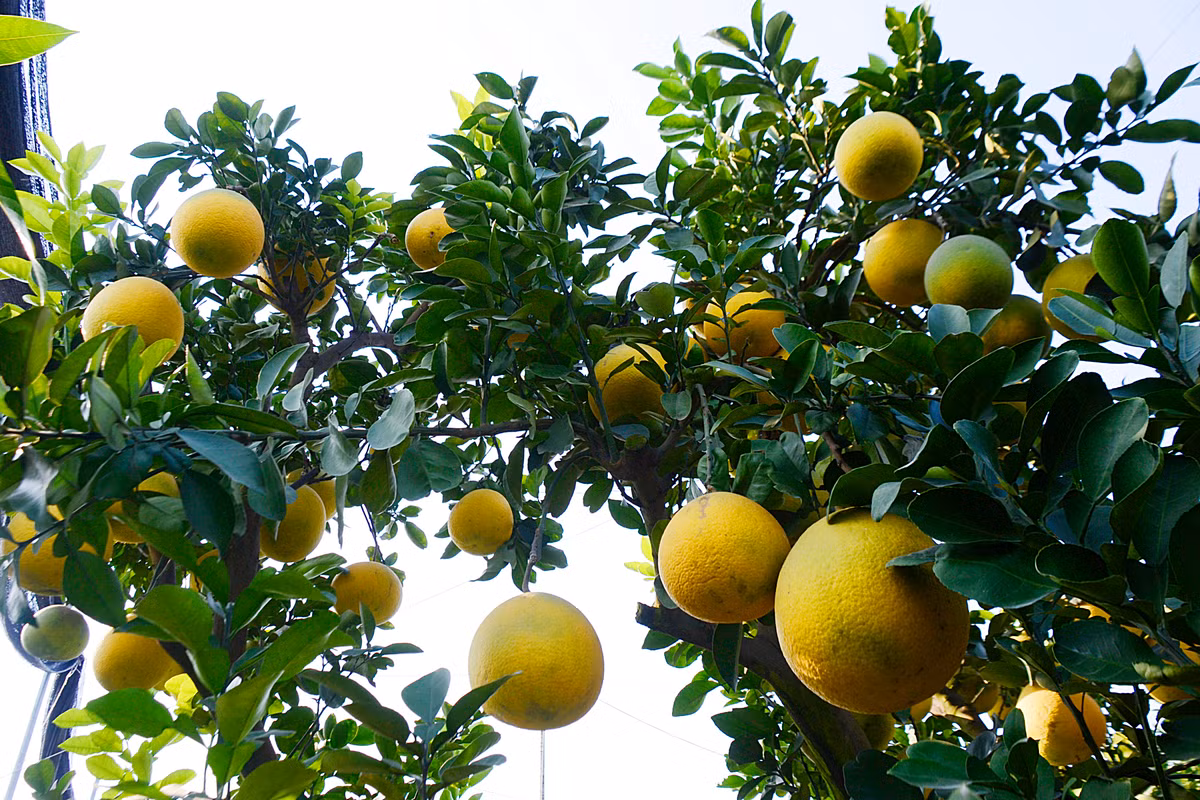 Ban đầu, khi đưa phôi về, anh phải mất 2 năm để chăm bón và tạo thế.