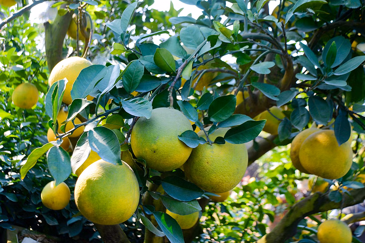 Trên cây có khoảng 200 quả sai lúc lỉu.