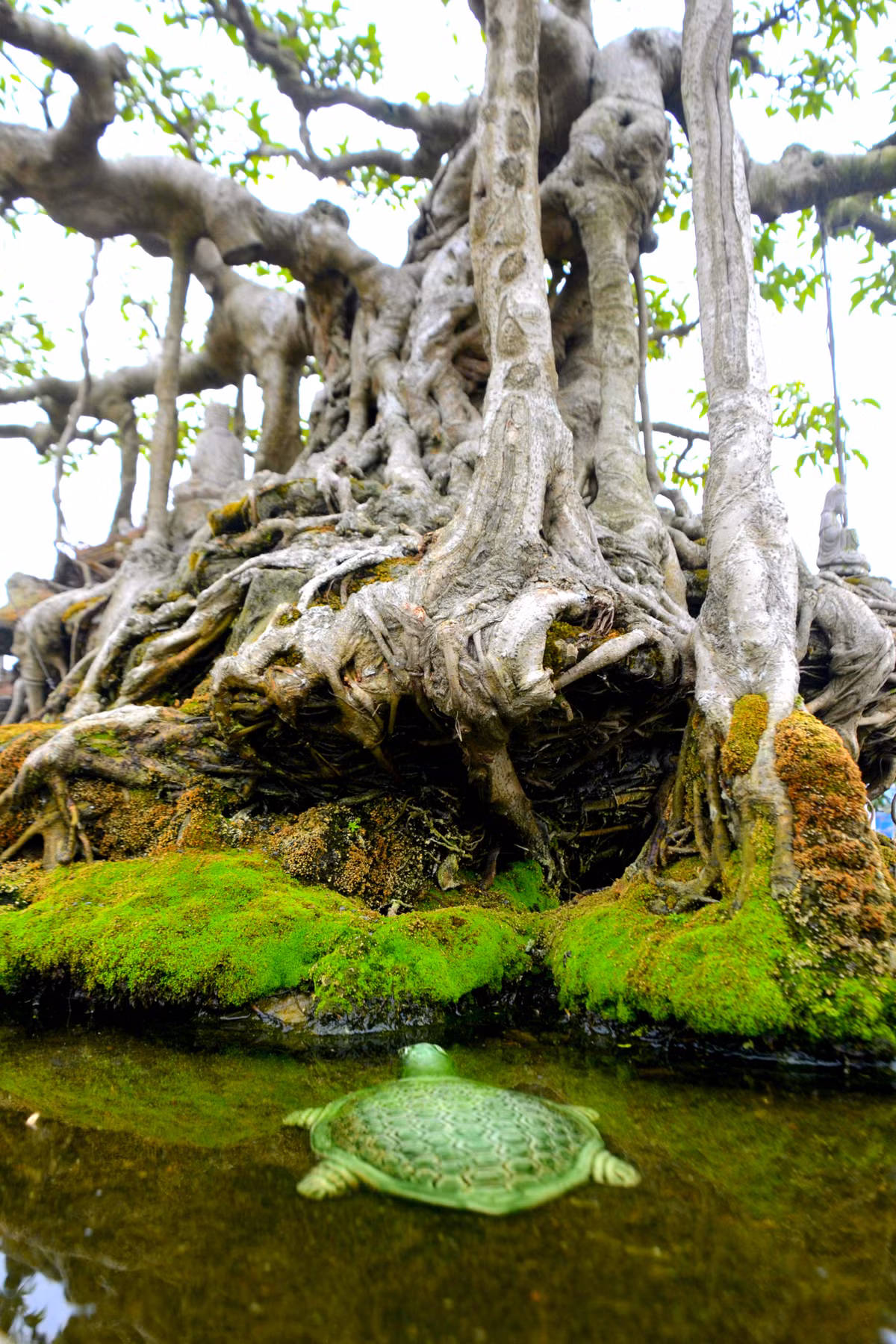 Cận cảnh bộ rễ "khủng" rất quý hiếm của cây sanh cổ.