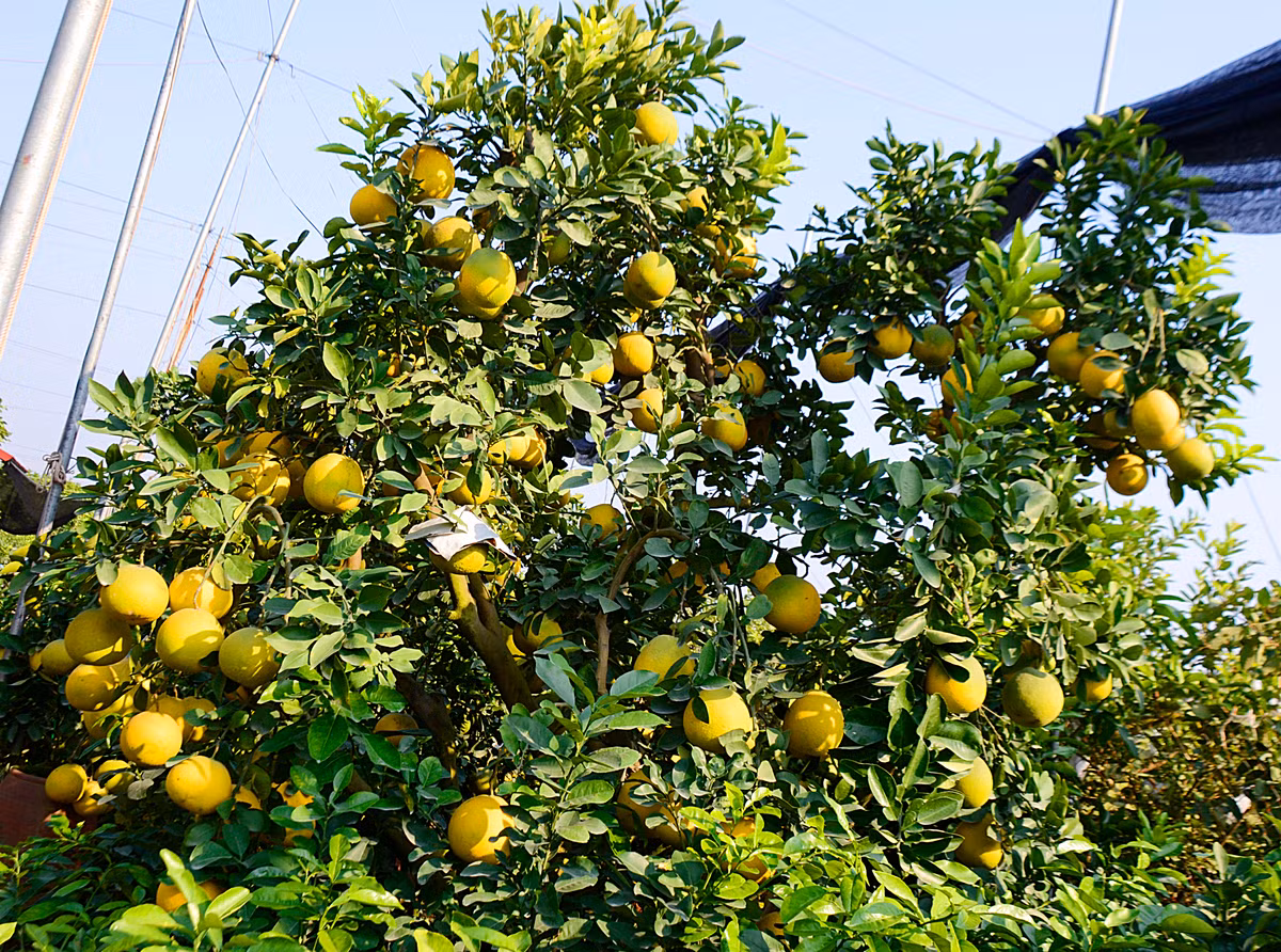Sau 3 năm chăm sóc, uốn tán và tạo thế, hiện tại, cây bưởi Diễn đã có thế đẹp, dáng làng, gốc cổ thụ, phân làm 6 nhánh... và đang anh chào bán với giá 100 triệu đồng.