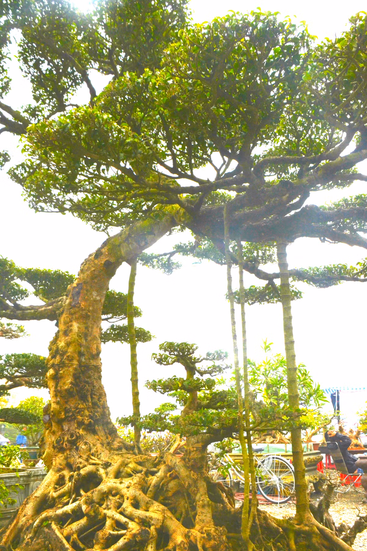 Cây cảnh dáng long trượng trưng cho tính ôn hòa mềm mỏng nhưng không kém phần oai phong quyền lực.