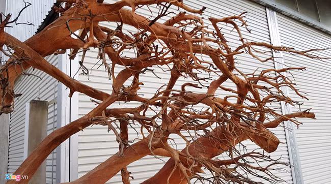 Những nhánh rễ này sẽ được thợ điêu khắc chạm trổ thành đầu rồng.