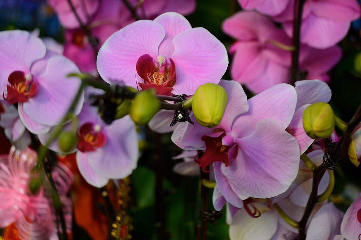 Như các loại lan hồ điệp loại cành lẻ, nhỏ có giá từ 100 – 300 nghìn đồng/cành tùy từng loại.