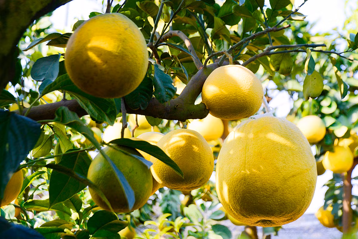 Anh Mạnh cũng chia sẻ thêm, để trồng được cây cảnh trong chậu theo ý muốn, chiều vừa lòng khách chơi cây, không phải là điều đơn giản.